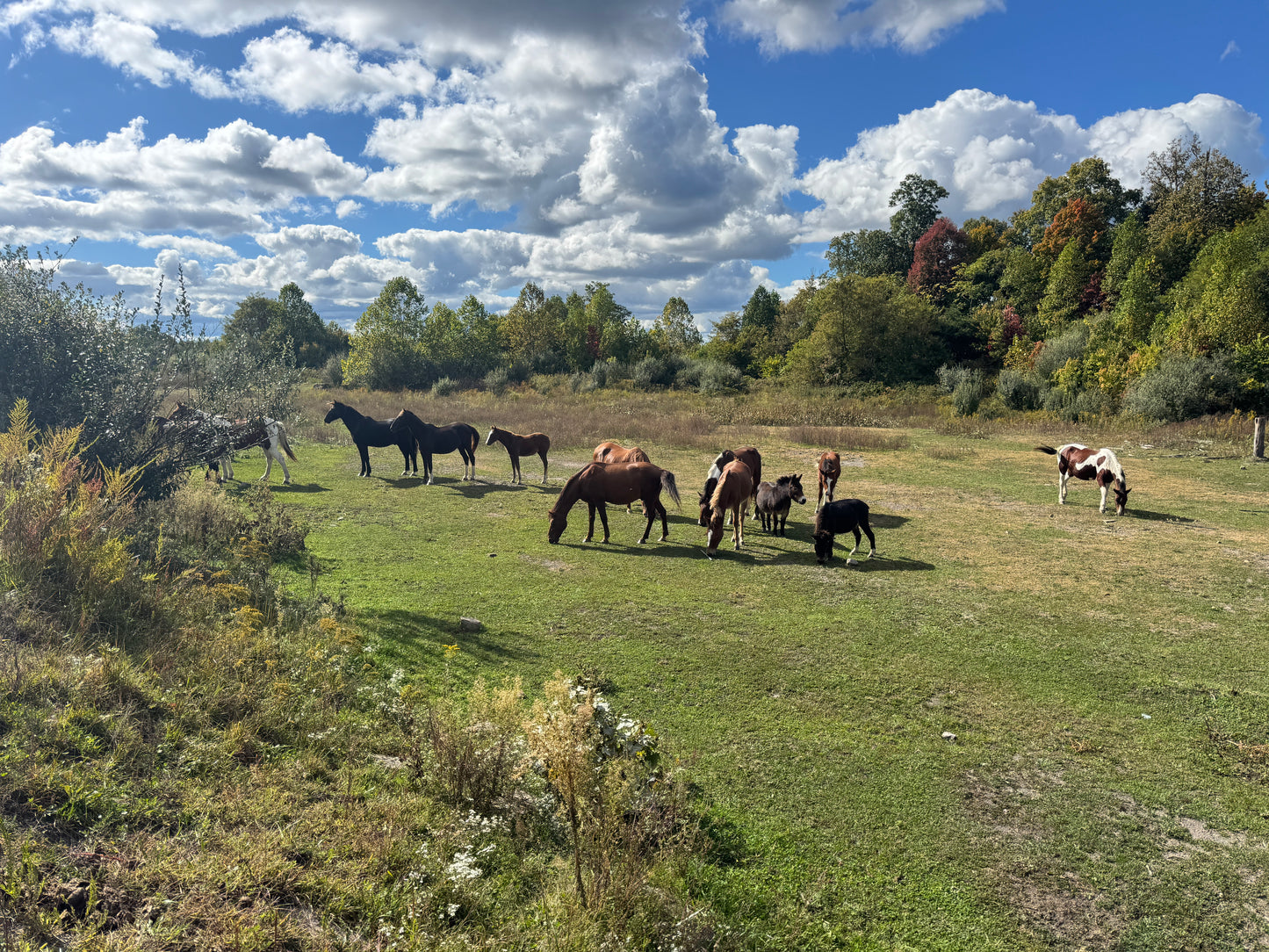 Spring Trail Ride Passenger Meal Voucher