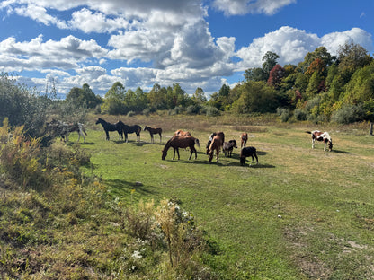 Spring Trail Ride Passenger Meal Voucher